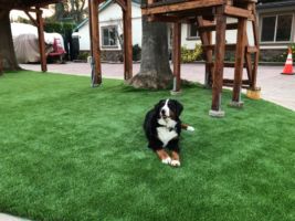 Fresh synthetic lawn just installed. Dog approves.